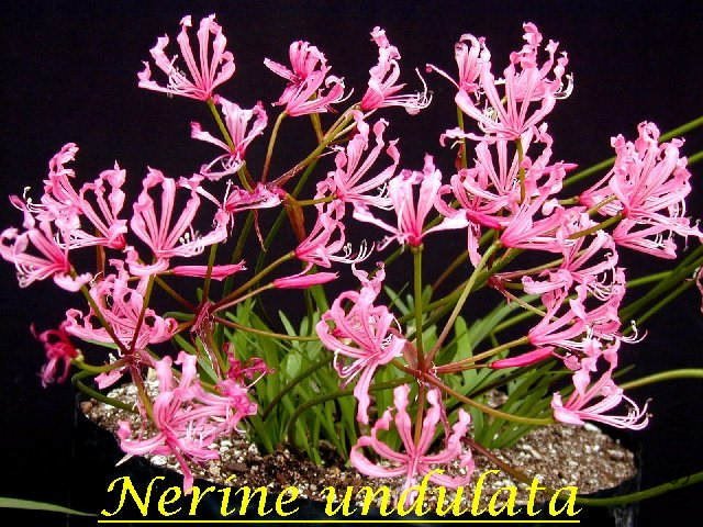 Nerine_undulata_BD.jpg