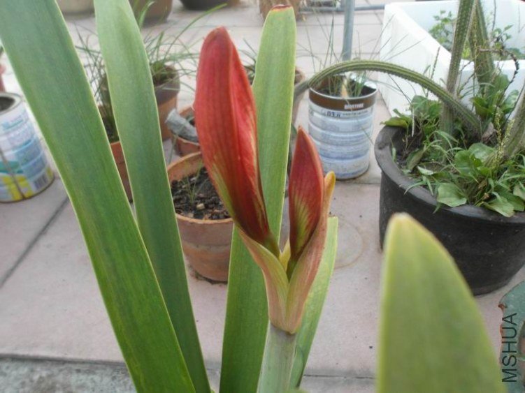 ������С SAM_3226.JPG