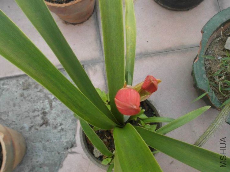 ������С SAM_3227.JPG