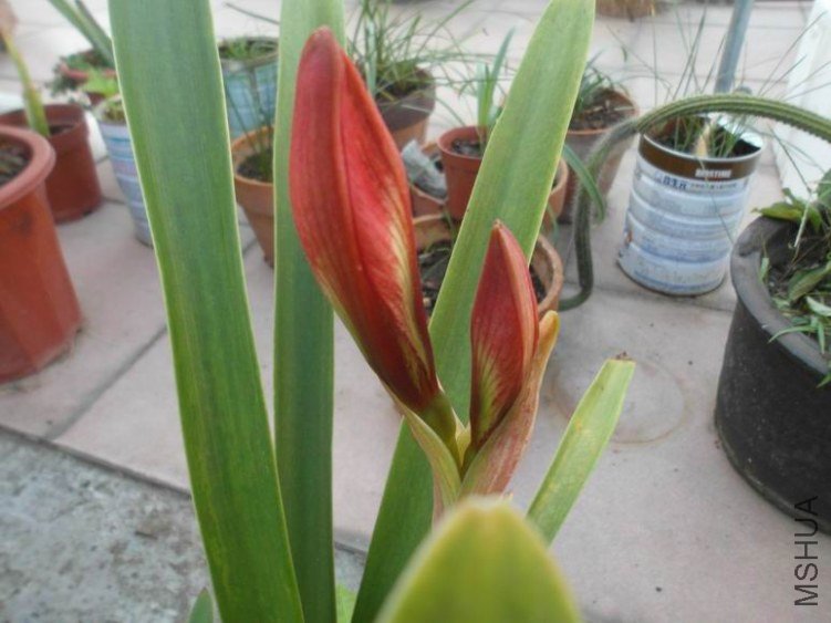 ������С SAM_3229.JPG