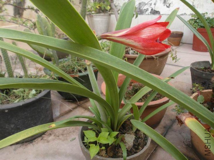 ������С SAM_3330.JPG