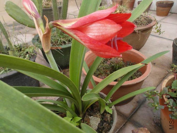 ������С SAM_3331.JPG