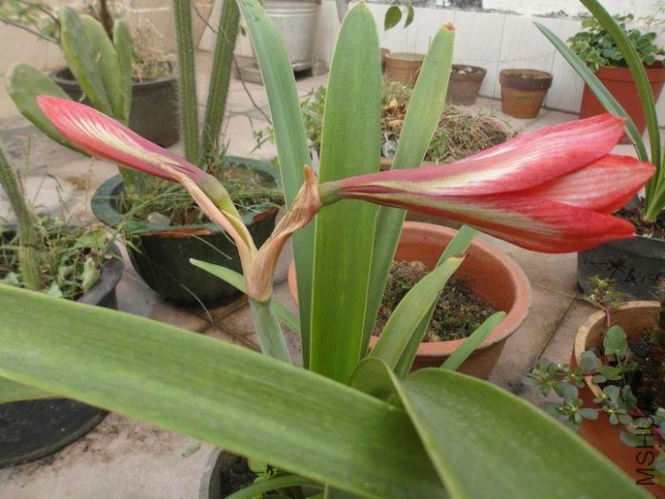 ������С SAM_3332.JPG