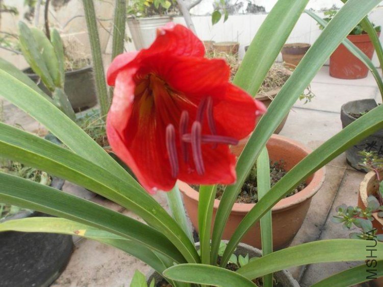 ������С SAM_3334.JPG