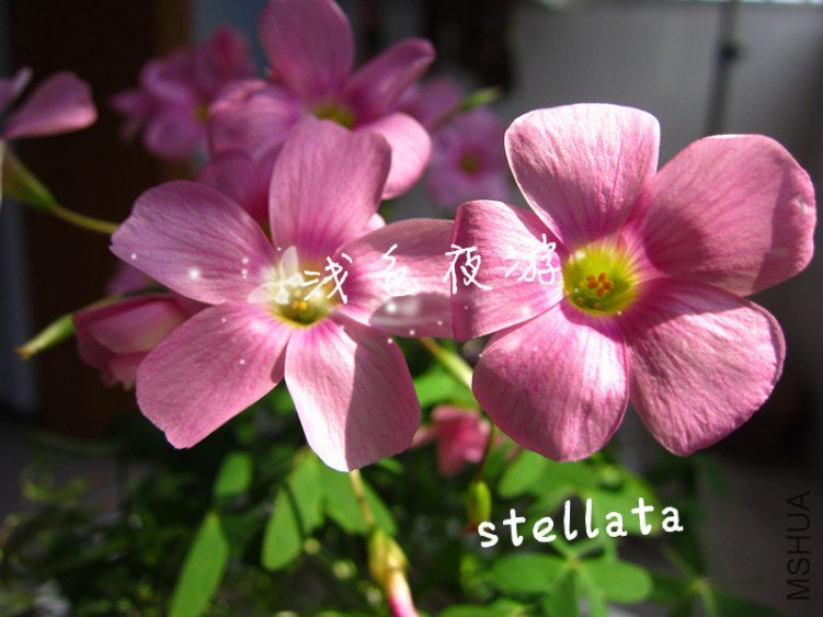stellata2.jpg