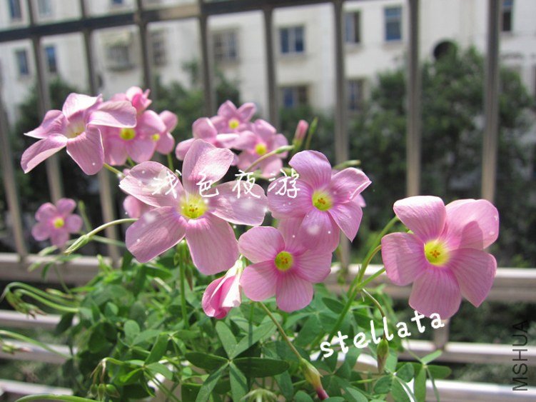 stellata1.jpg