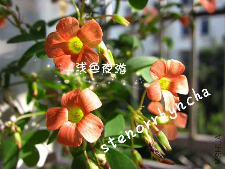 stenorrhyncha2.JPG