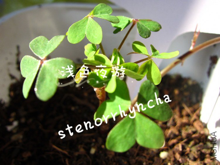 stenorrhyncha1.JPG