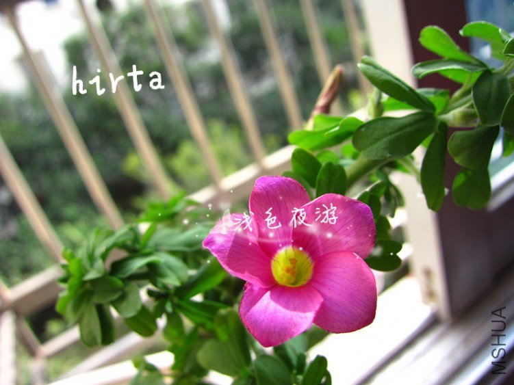 hirta1.jpg