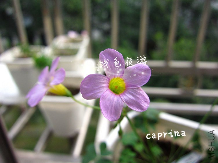 caprina2.jpg