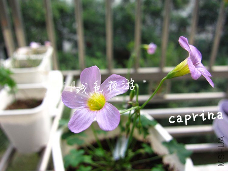 caprina1.jpg