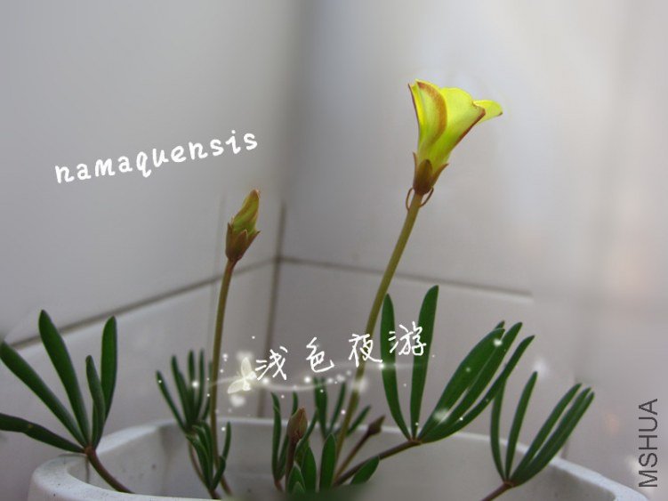 namaquensis3.jpg