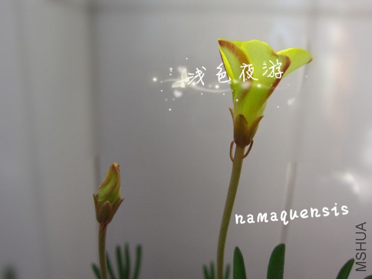namaquensis1.jpg