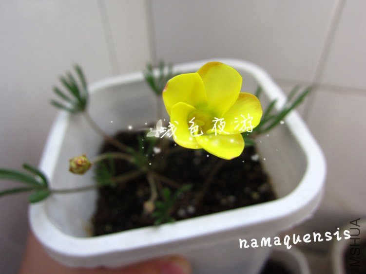 namaquensis2.jpg
