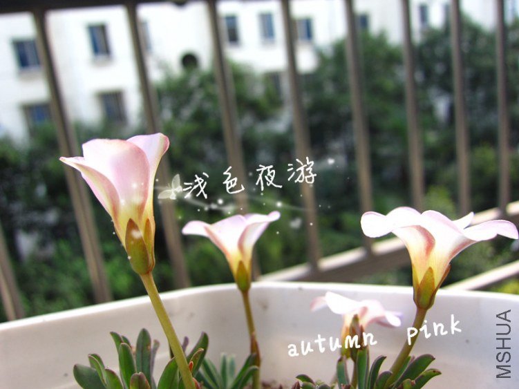 autumn pink3.jpg