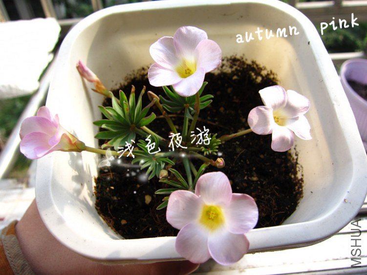 autumn pink1.jpg