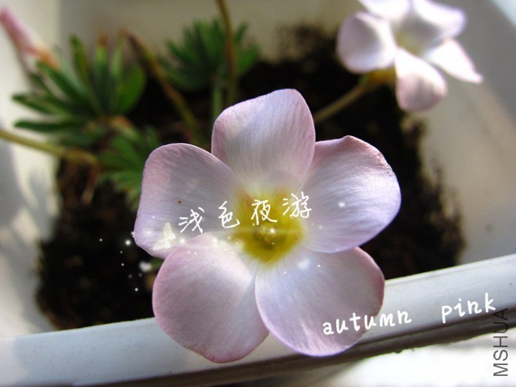 autumn pink2.jpg
