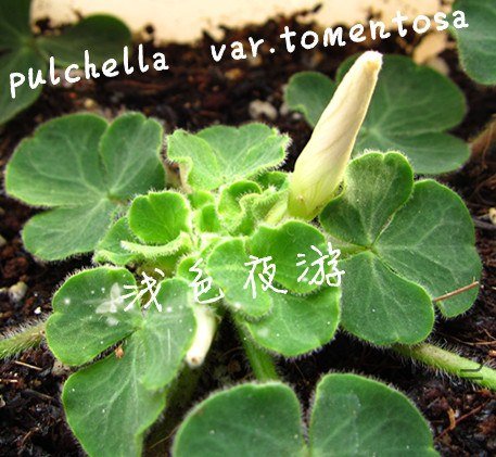 pulchella var.tomentosa1.jpg