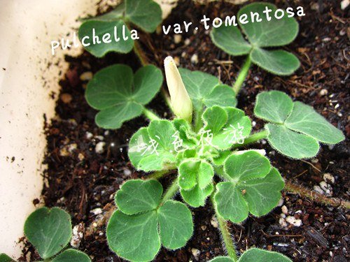 pulchella var.tomentosa2.jpg