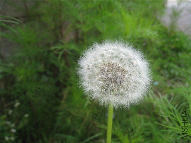 psb[20].jpg