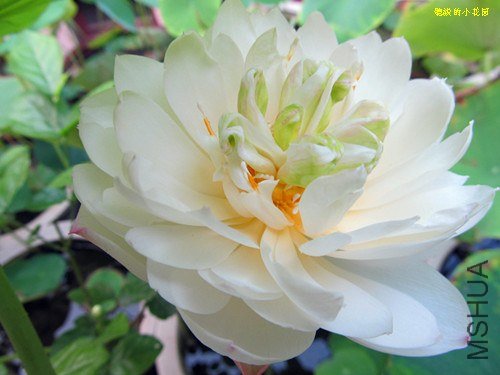 ĵ����8 015.jpg