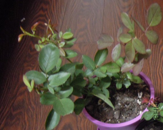DSCN4000_����.jpg