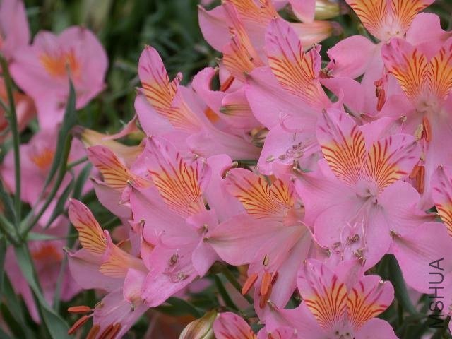 Alstroemeria_cf_ligtu_incarnata.jpg