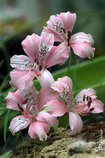 Alstroemeria_hookeri1.jpg