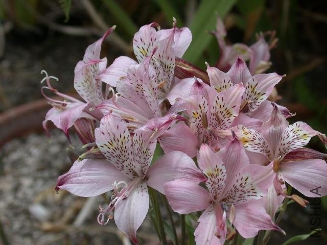 Alstroemeria_hookeri_1.jpg