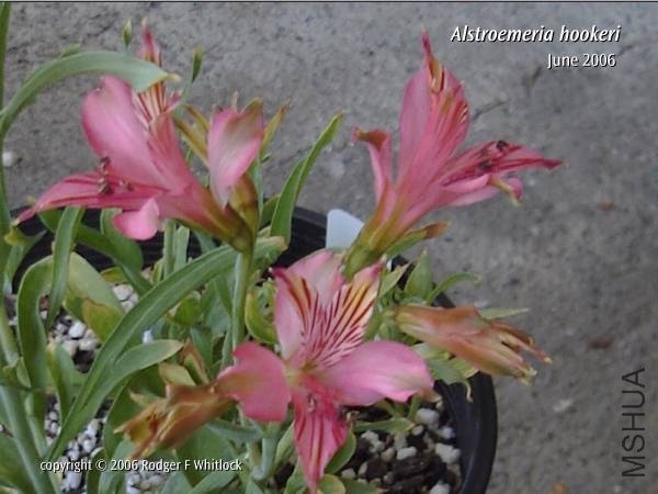 Alstroemeria_hookeri_maculata_RW_1.jpg