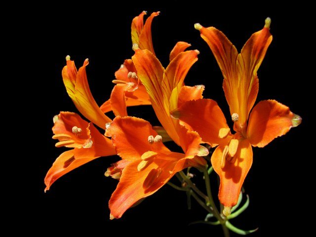 Alstroemeria_ligtu_simsii4NN.jpg