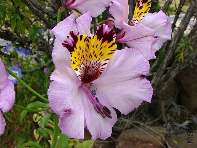 Alstroemeria_magnifica_EEZ.jpg