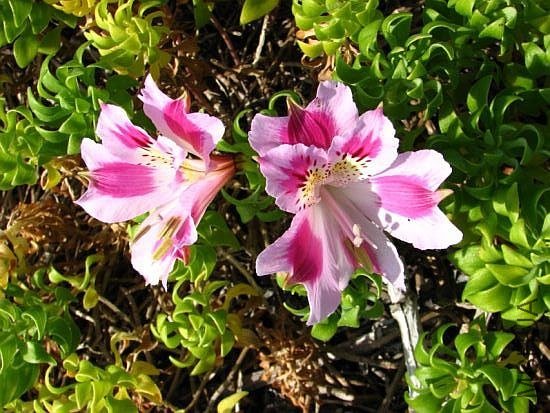 Alstroemeria_pelegrina_EEZ.jpg