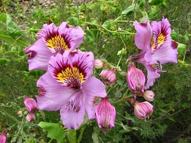 Alstroemeria_philippii_EEZ.jpg
