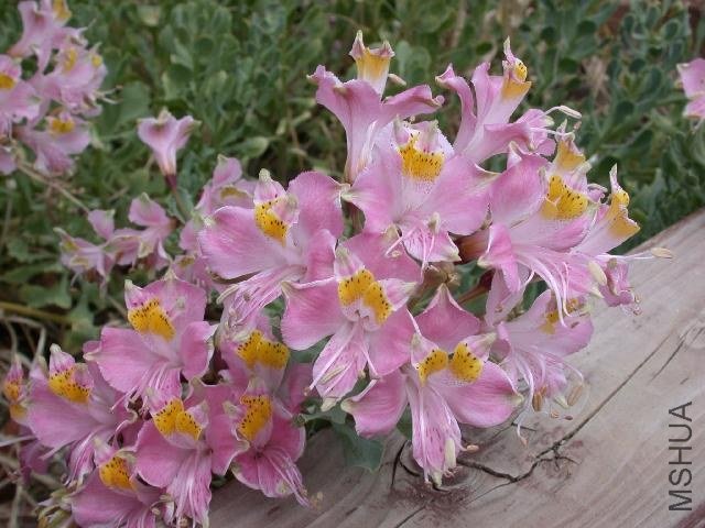 Alstroemeria_umbellata_1.jpg