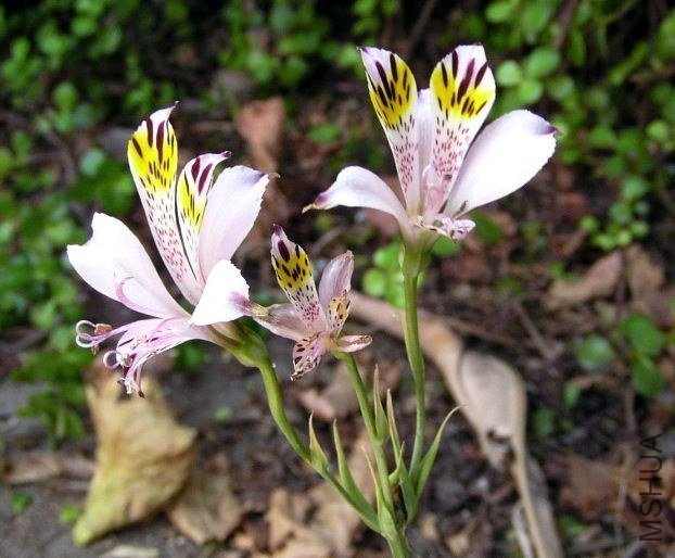 Alstroemeria-spectabilis.jpg