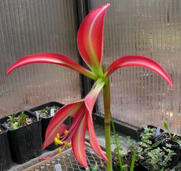 Sprekelia_formossissima_rh.jpg