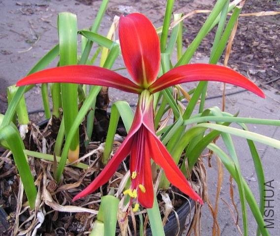 Sprekelia-Orient-Red.jpg