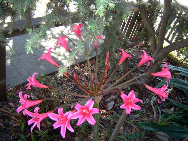 Amarygia_Brunaryllis1-LQ_KG.jpg