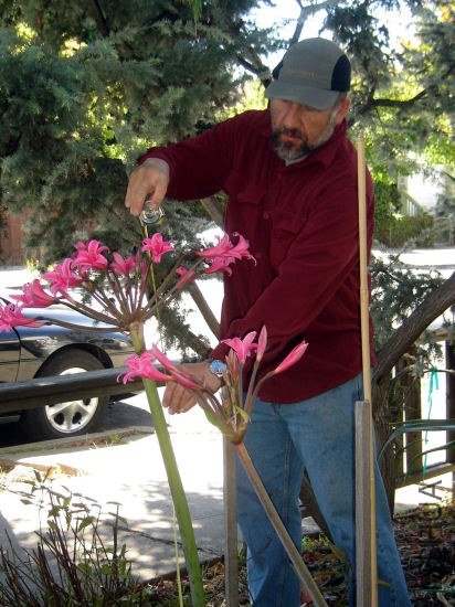 Amarygia_Brunaryllis-Full-LQ_KG.jpg