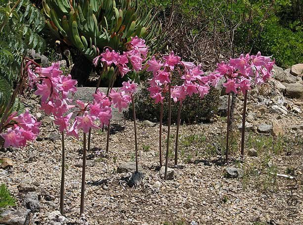Amaryllis_belladonna1NN.jpg