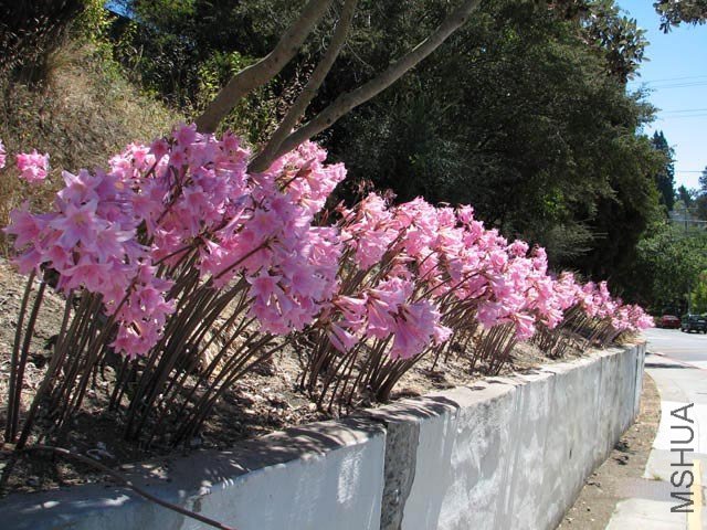 Amaryllis_belladonna2NN.jpg