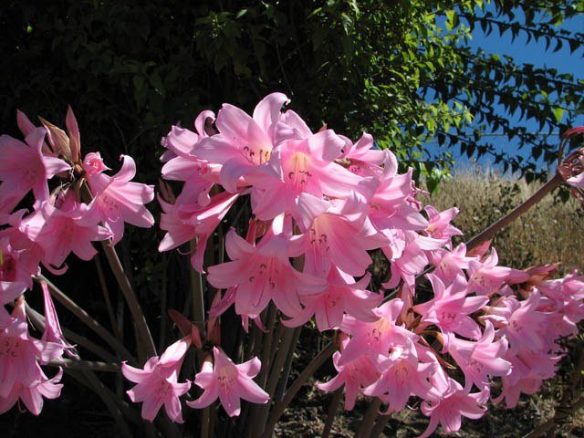 Amaryllis_belladonna3NN.jpg