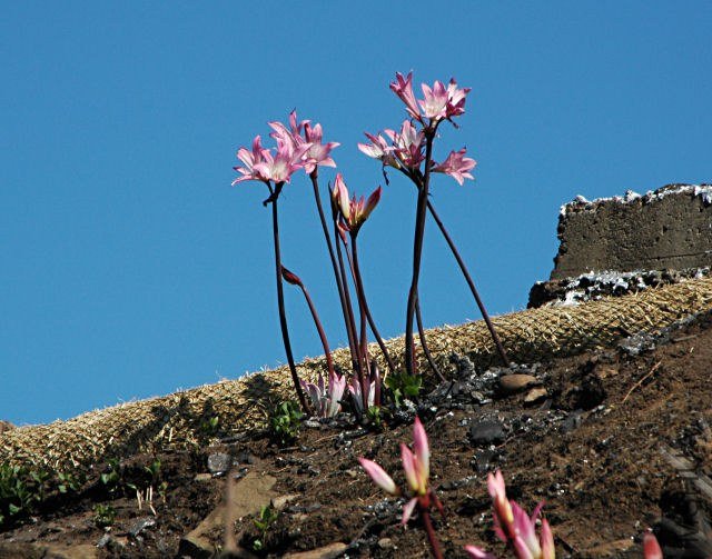 Amaryllis_belladonna_fire_msi2.jpg