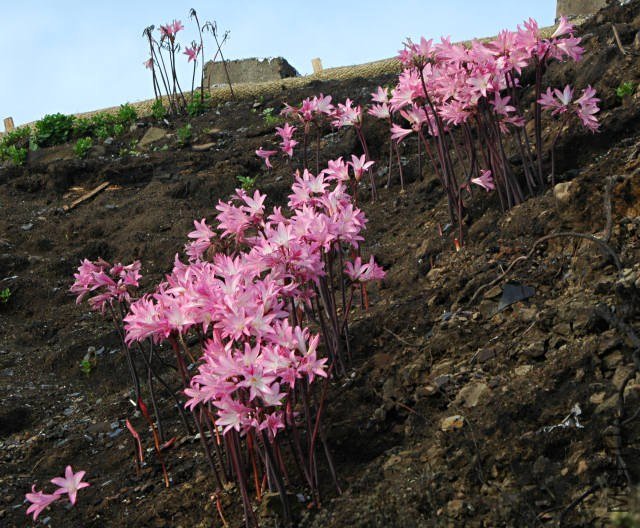Amaryllis_belladonna_fire_msi3.jpg