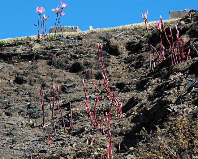 Amaryllis_belladonna_fire_msi.jpg