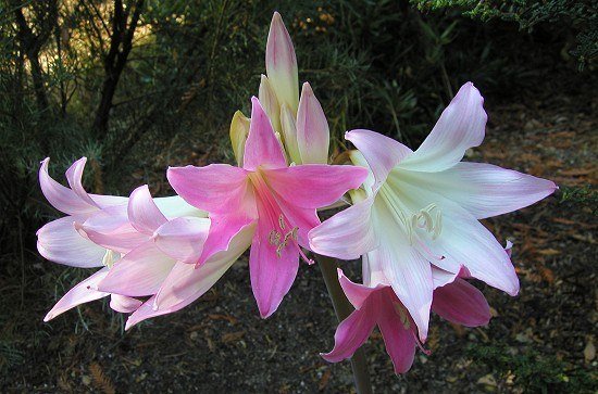Amaryllis_belladonna_hybrid.jpg