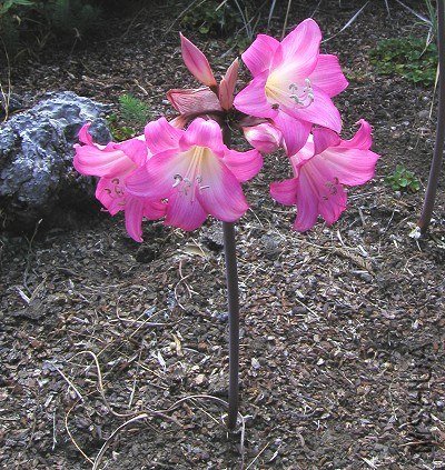 Amaryllis_belladonna_hy-pink3.jpg