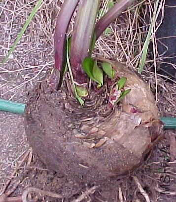 Amaryllis_belladonna_multiflora_pink_bulb_PT.jpg