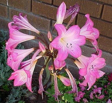 Amaryllis_belladonna_multiflora_pink_PT2.jpg